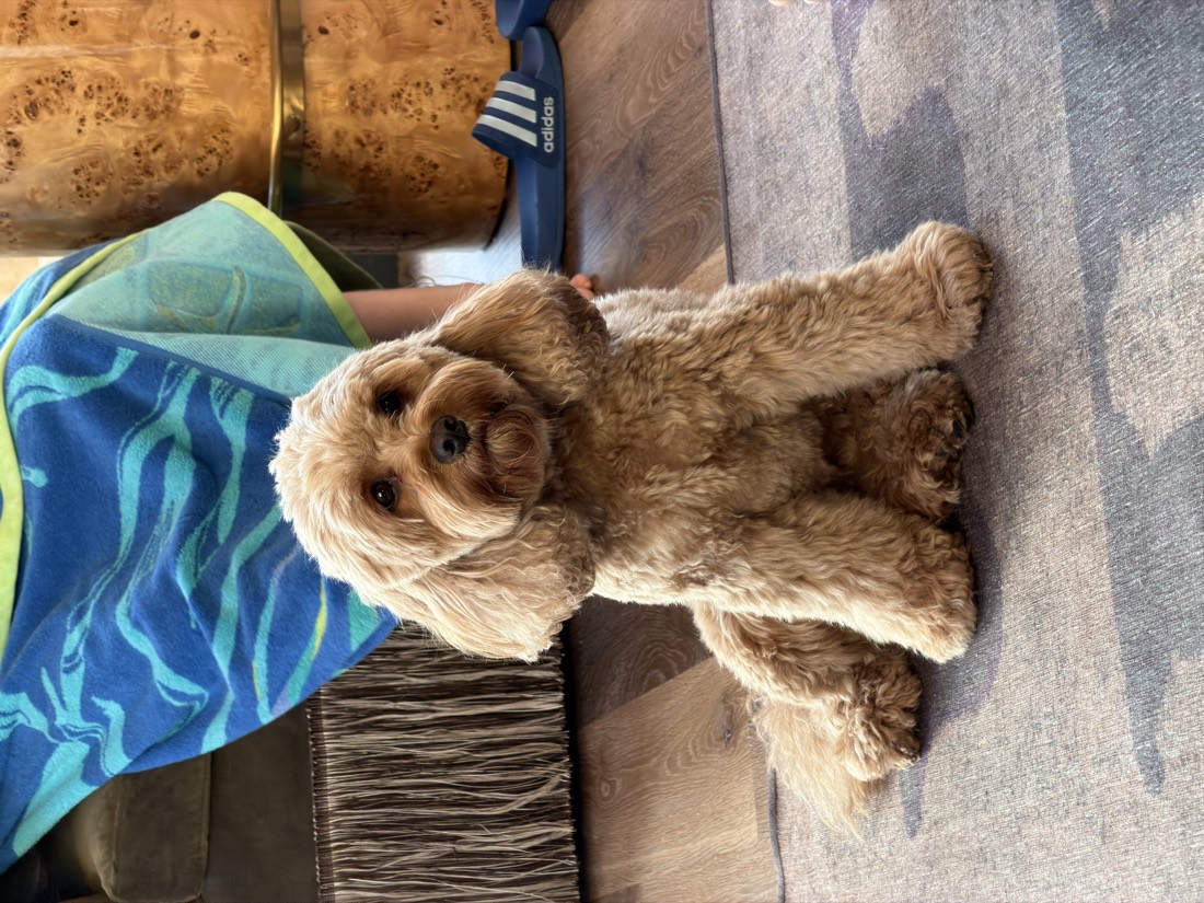 Bibbins, my dog